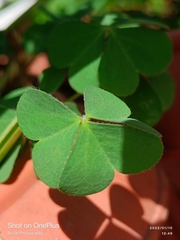 Oxalis pilosa