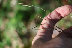 Chrysopogon sylvaticus