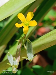 Oxalis pilosa