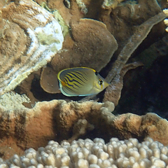 Chaetodon pelewensis