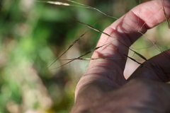Chrysopogon sylvaticus