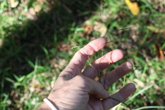 Chrysopogon sylvaticus