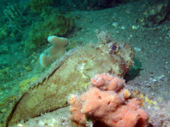 Scorpaena jacksoniensis