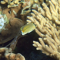 Chaetodon pelewensis
