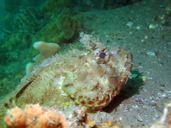 Scorpaena jacksoniensis