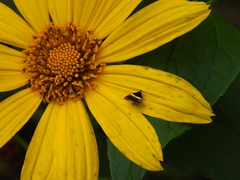 Choreutis xanthogramma