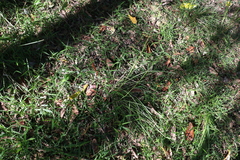 Chrysopogon sylvaticus