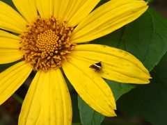 Choreutis xanthogramma