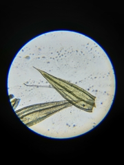 Homalothecium megaptilum