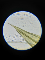Homalothecium megaptilum