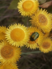 Leucocelis haemorrhoidalis