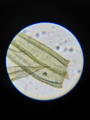 Homalothecium megaptilum