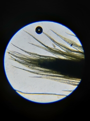 Homalothecium megaptilum