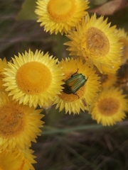 Leucocelis haemorrhoidalis