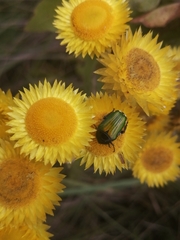 Leucocelis haemorrhoidalis