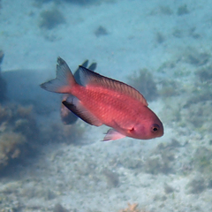 Chrysiptera notialis