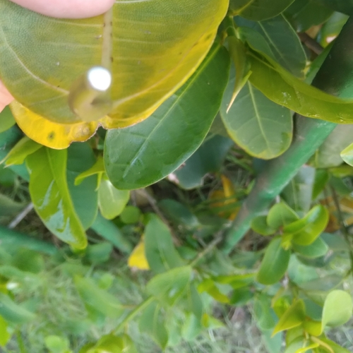 Image of Ficus burtt by (c) Rosemary Harrison, some rights reserved (CC BY-SA)