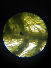 Homalothecium megaptilum