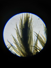 Homalothecium megaptilum