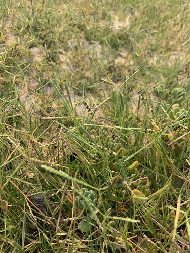 Seashore paspalum (Paspalum vaginatum)