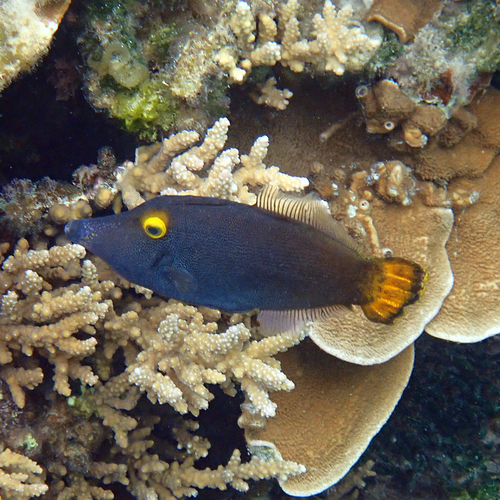 Yelloweye Filefish