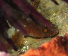 Heteroclinus eckloniae