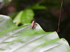 Metaprodioctes formosanus