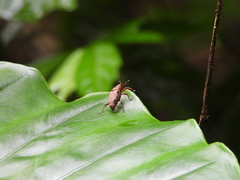 Metaprodioctes formosanus