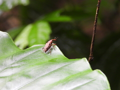 Metaprodioctes formosanus