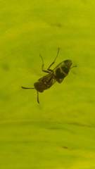 Ropalidia cyathiformis