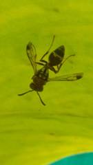 Ropalidia cyathiformis