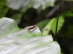 Metaprodioctes formosanus