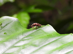 Metaprodioctes formosanus