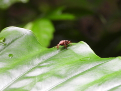 Metaprodioctes formosanus