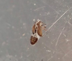 Boreioglycaspis melaleucae