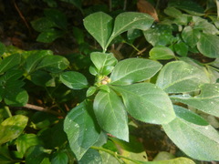 Ertela trifolia
