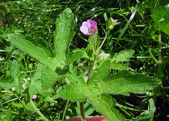 Geranium divaricatum