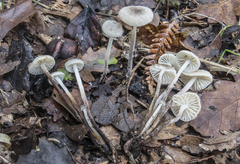 Marasmius chordalis