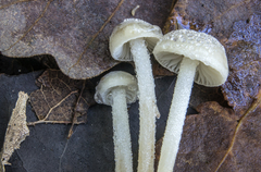 Marasmius chordalis