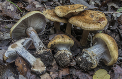 Cortinarius magicus