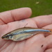 Weed Shiner - Photo (c) Fishes of Texas team, some rights reserved (CC BY-SA), uploaded by Fishes of Texas team