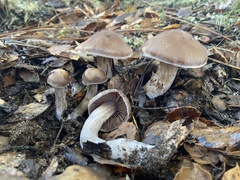 Cortinarius cisqhale