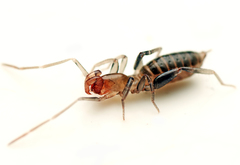 Brignolizomus woodwardi