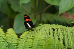 Heliconius telesiphe
