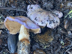 Cortinarius lilacinocolossus