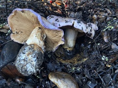 Cortinarius lilacinocolossus