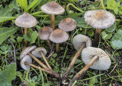 Crinipellis subtomentosa