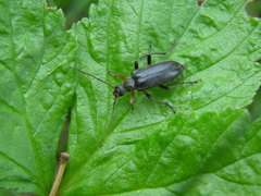 Cortodera femorata