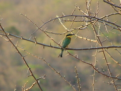 Merops pusillus argutus