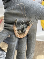 Metapenaeus bennettae